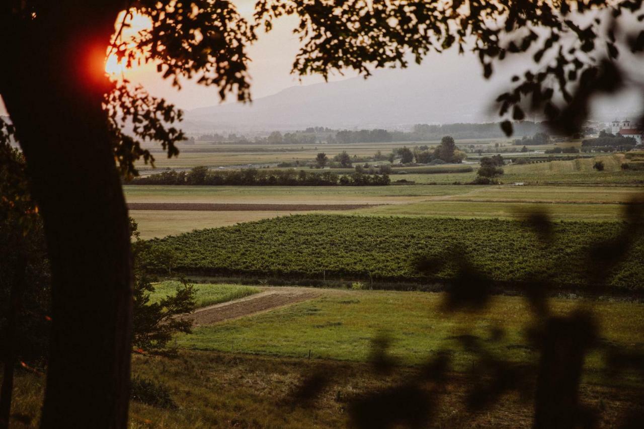 Appartamento Kmetija Tomazic Vinska Klet - Winery Vipava Esterno foto