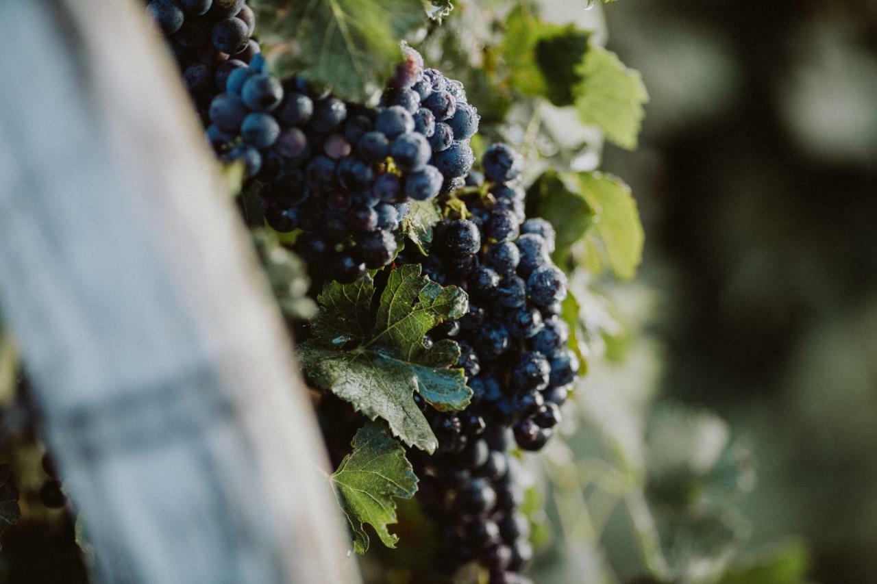 Appartamento Kmetija Tomazic Vinska Klet - Winery Vipava Esterno foto